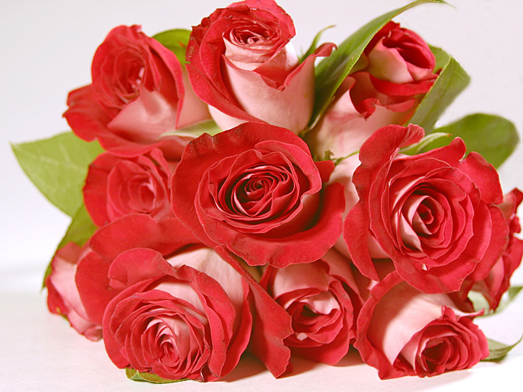 roses 234