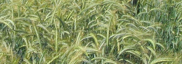 ozimetritikale