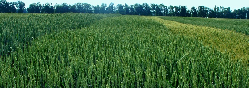 ozimphenitsa
